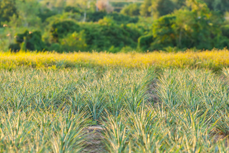 	Pineapple field with sunset light for background usedの写真素材