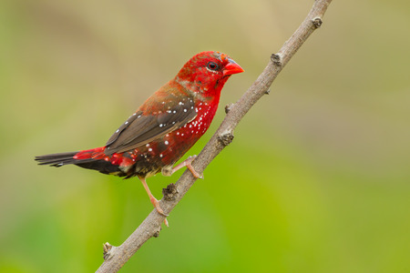 Portrait of Red Avadavat Amandava amandava  on the branch の写真素材