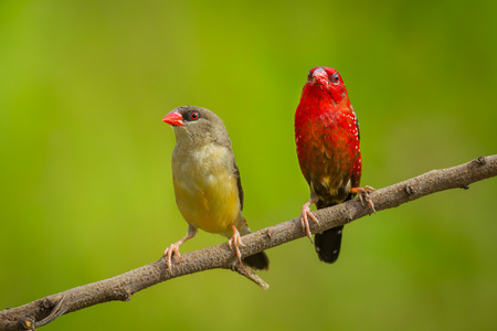 Lovely Red Avadavat Amandava amandava  on the branch in natuer of Thailandの写真素材