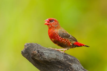 Male Red Avadavat Amandava amandava  on the woodの写真素材