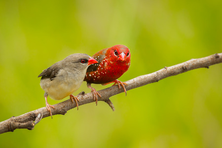 Sweet couple Red Avadavat Amandava amandava   on the branch in nature of Thailand の写真素材