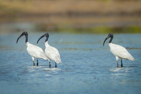 Three Black-headed ibis finding food and look at usの写真素材
