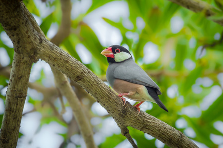 Java sparrow, Java finch Lonchura oryzivora  in nature Thailand