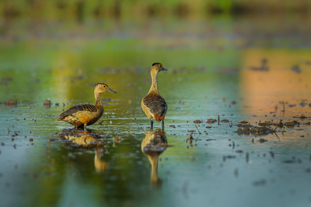 Couple of Lesser whistling duck  Dendrocygna javanica  in nature of Thailandの写真素材