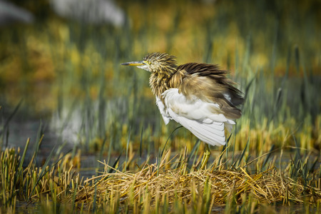 	Chinese Pond Heron (Ardeola bacchus) in natureの写真素材