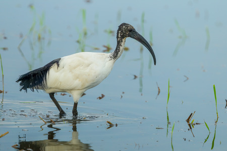 Sacred ibis, African sacred ibis(Threskiornis aethiopicus) walking for food in nature of Thailandの写真素材