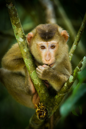 Young Northern Pig-tailed Macaque(Macaca leonina) feel ashamed and looking at us in Khaoyai national park,Thailandの写真素材