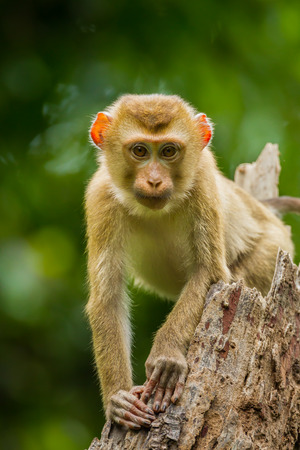 Young Northern Pig-tailed Macaque(Macaca leonina) in Khaoyai national park,Thailandの写真素材
