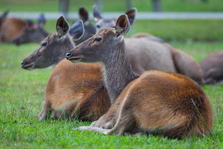 Female Sambar deer(Rusa unicolor ) relax on the ground in nature at Khaoyai national park, Thailand の写真素材