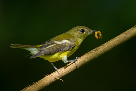 Female yellow-rumped flycatche (Ficedula zanthopygia)  with worm in her nount in nature of Thailandの写真素材