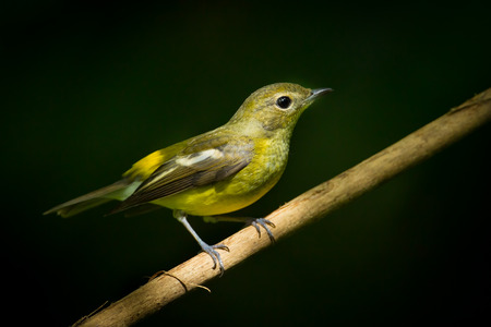 Female yellow-rumped flycatcher, Korean flycatcher or tricolor flycatcher (Ficedula zanthopygia) in nature of Thailandの写真素材