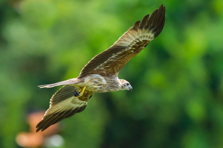 Young Close up of Brahminy kite(Haliastur indus) flying in the sky in nature of Thailand