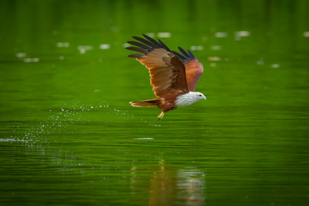 Brahminy kite(Haliastur indus) flying  on water in nature of Thailand
