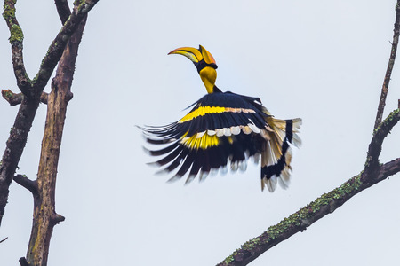 Great hornbill (Buceros bicornis) starting to fly from the branch in nature at Khaoyai National park,Thailandの写真素材