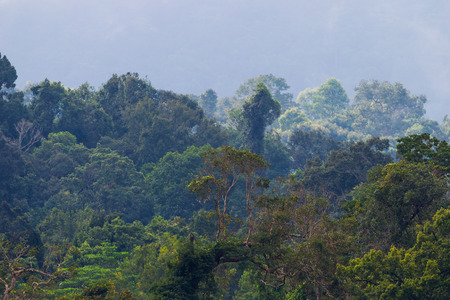 Close background of rainforest at Khaoyai national park,Thailand for background use