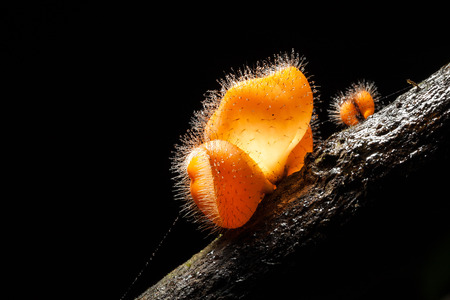 Macro of Pink Burn Cup mushroom(Tarzetta Rosea ( Rea) Dennis) in nature at Khaoyai national park,Thailandの写真素材