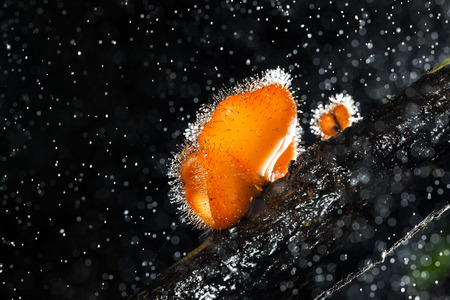 Pink Burn Cup mushroom(Tarzetta Rosea ( Rea) Dennis) with water drop in nature at Khaoyai national park,Thailandの写真素材