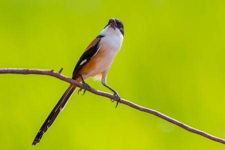 Beautiful frontside of Long-tailed Shrike (Lanius schach) in nature of Thailandの写真素材