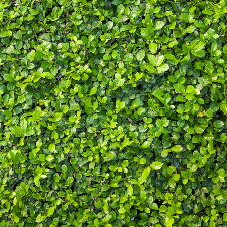 Texture of Diaspyras Rhocalyx for background use