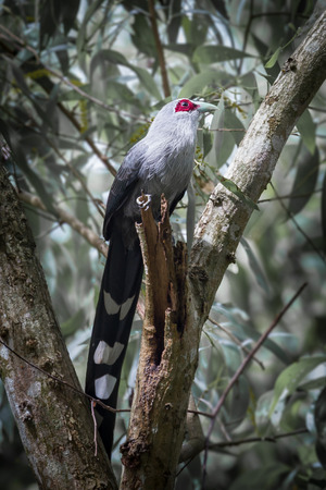 Green-billed Malkoha(Phaenicophaeus tristis) catching on the branch in nature at Bang Phra Reservoir...