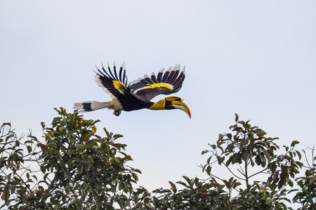 Great hornbill (Buceros bicornis) full wing spread flying in nature at Khaoyai national park,Thailandの写真素材