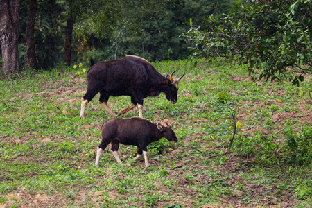 Male Gaur  (Bos gaurus laosiensis) and his son walking in the rain in nature at Khao Pangma mountain , Thailandの写真素材