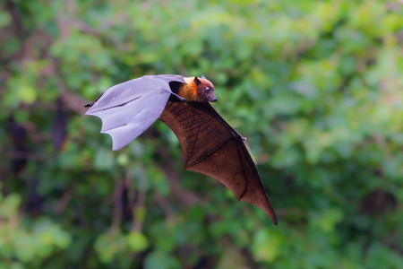 Flying Lyle\'s flying fox (Pteropus lylei) with green background in nature of Thailandの写真素材