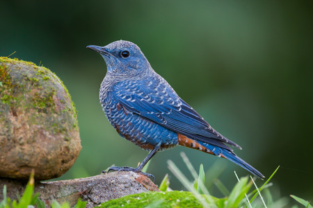 Left side portrait of Blue rock thrush(Monticola solitarius) in nature at Khaoyai National Park , Thailandの写真素材