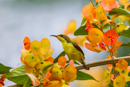 Olive-backed sunbird (Cinnyris jugularis) with flower blooming around in nature at Keangkrajarn National Park, Thailandの写真素材
