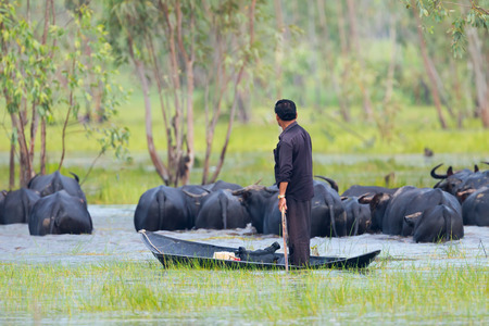 NAKORNNAYOK,THAILAND-OCTOBER 10: The man drive his buffalo by his boat in nature show the native way of life at Pakplee on October 10,2014 in Nakornnayok,Thailandのeditorial素材