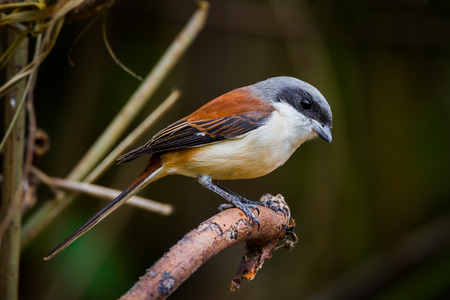 Close up of Burmese Shrike (Lanius collurioides) on the branch  in nature of Thailandの写真素材