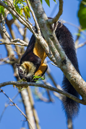 Black giant squirrel(Ratufa bicolor) eating in nature at Khaoyai national park,Thailandの写真素材