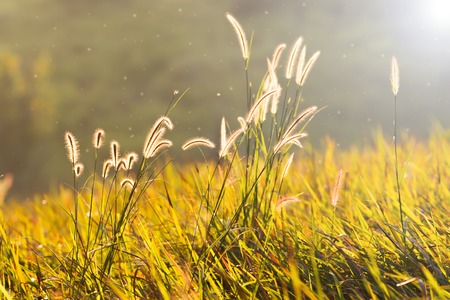 Flowering grass for landscape and background use for Khaoyai national park,Thailandの写真素材