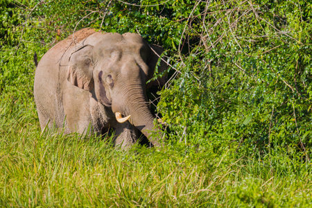 Full frame of Wild elephant (Asian elephant) moving in the wild in nature at Khaoyai national park,Thailandの写真素材