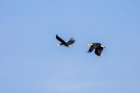 Close up of Wreathed hornbill(Rhyticeros undulatus) flying in the sky in nature at Khaoyai National park,Thailandの写真素材