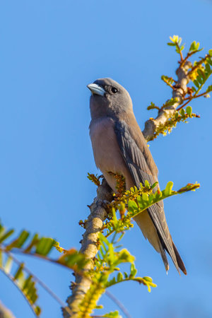Portrait of  Ashy Woodswallow (Artamus fuscus)  in nature at Khaoyai national park,Thailandの写真素材