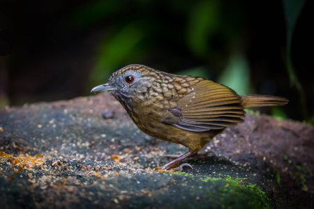Streaked Wren Babbler (Napothera brevicaudata )の写真素材