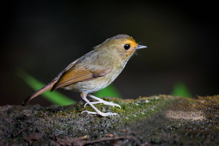 Right side of the Rufous-browed Flycatcher (Ficedula solitaris)の写真素材