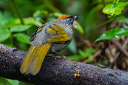 Back side of Silver-eared Laughingthrushの写真素材