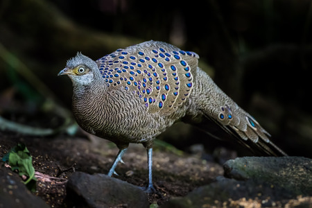 Rare Grey Peacock Pheasant in nature of Thailandの写真素材