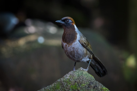 White-necked Laughingthrush (Garrulax strepitans )の写真素材