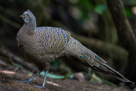 Full side of Grey Peacock-Pheasant(Polyplectron bicalcaratum)  in nature at Meawong national park ,Thailandの写真素材