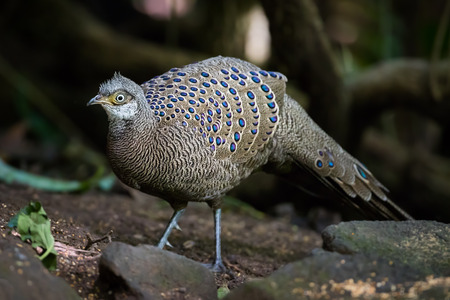 Portrait of male Rare Grey Peacock-Pheasant(Polyplectron bicalcaratum)  in nature at Meawong national park ,Thailandの写真素材