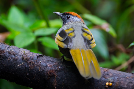Backside of Silver-eared Laughingthrush(Trochalopteron melanostigma) in nature at Meawong national park,Thailandの写真素材