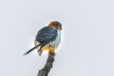 Close up of rare White-rumped falcon (Polihierax insignis) in nature at Intanon national...