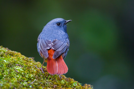 Close up  back side of Plumbeous Water Redstart (Rhyacornis fuliginosa) in nature at Intanon national park,Thailandの写真素材