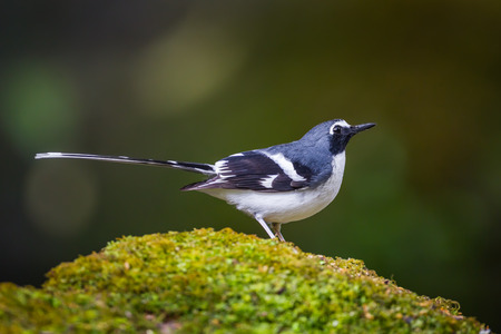 Side view of Lovely Slaty-backed forktail (Enicurus schistaceus) in nature at Intanon national park,Thailandの写真素材
