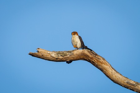 Female rare White-rumped falcon (Polihierax insignis) in nature at Intanon national park,Thailand
