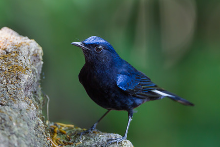 Close up of White-tailed robin (Cinclidium leucurum) in nature at Meawong national park,Thailandの写真素材