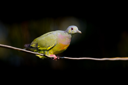 Young Male Pink-necked Green Pigeon(Treron vernans) in nature in Thailandの写真素材